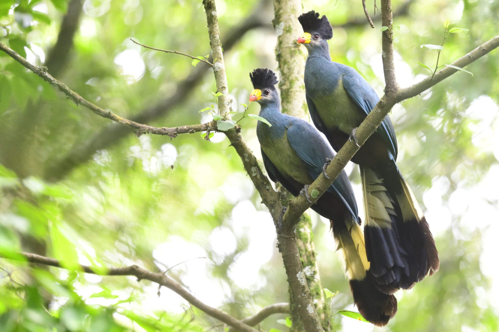 image Great Blue Turaco